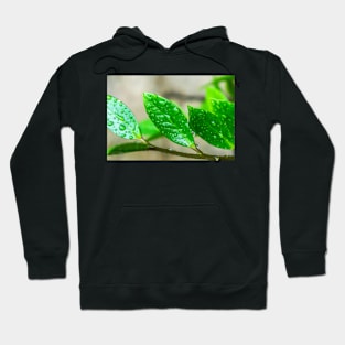 GREEN LEAVES Hoodie